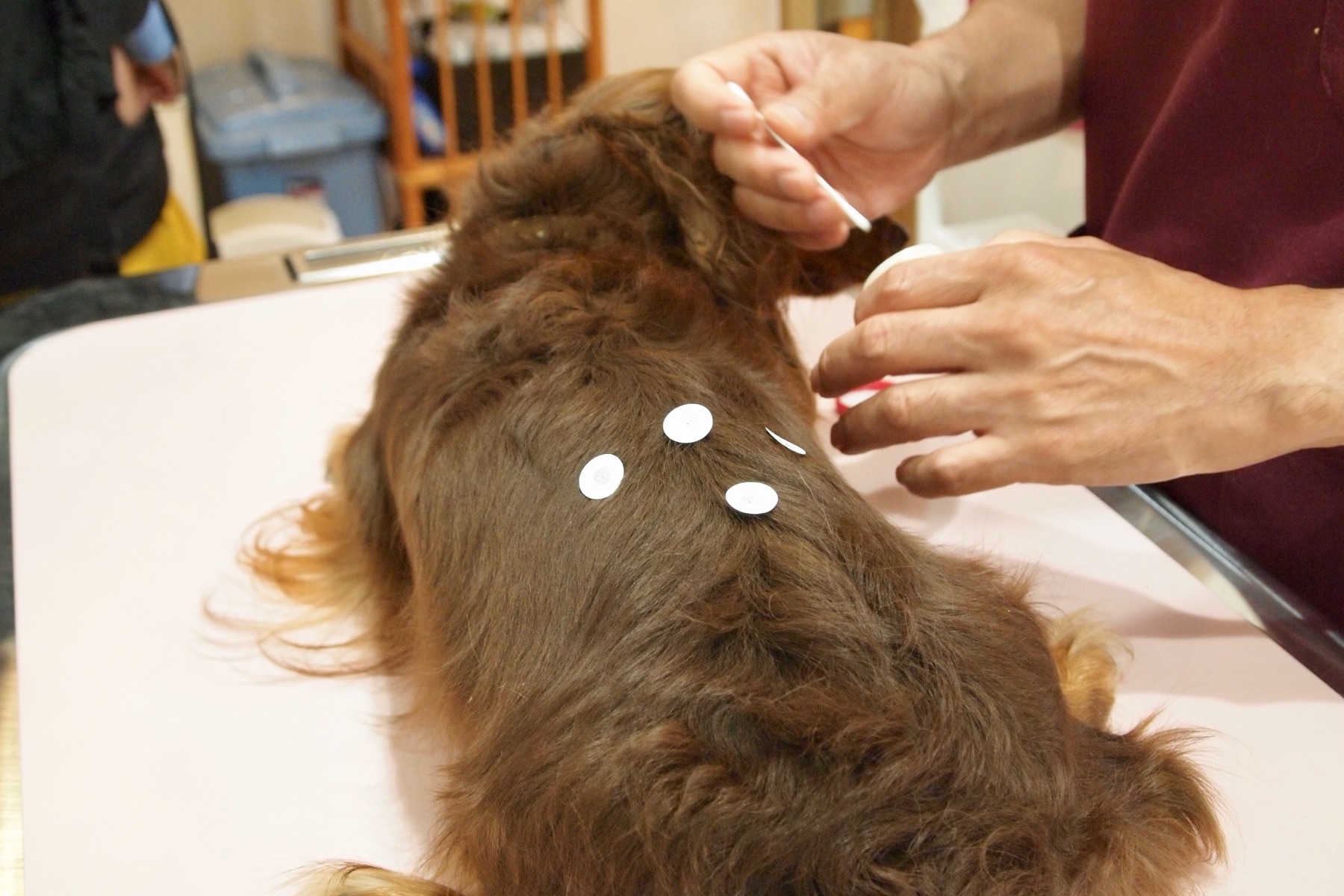 背中にお灸をする犬