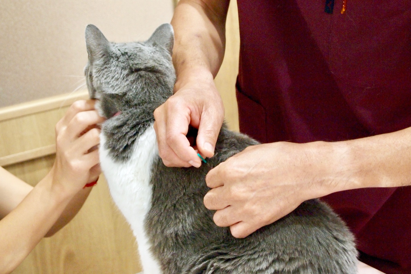 猫に鍼をする様子