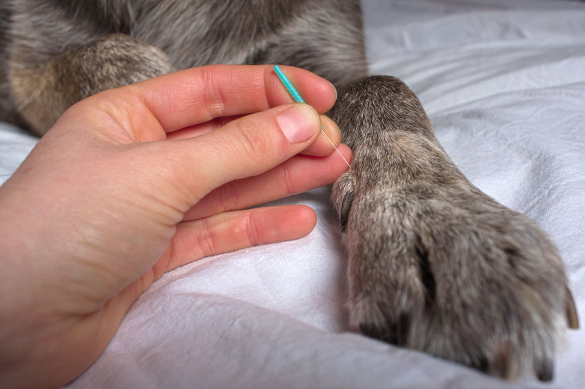 犬の前脚に鍼を打つ様子