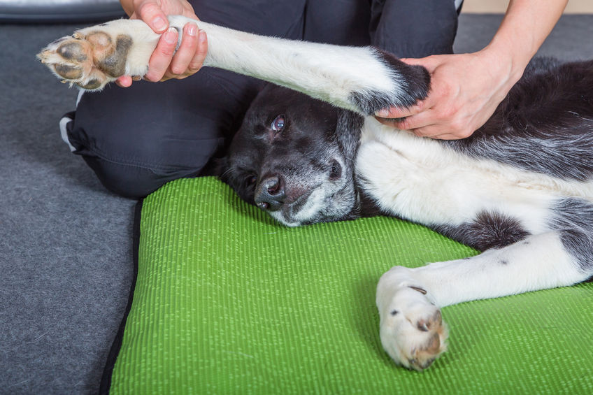 手で犬の脚をほぐす整体の様子